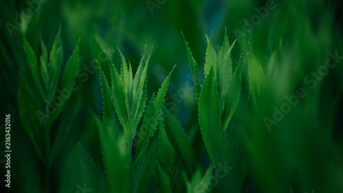 green grass in the wind