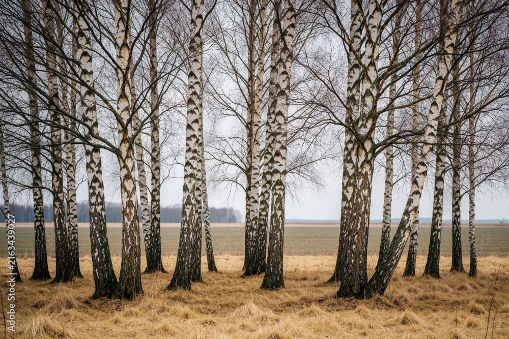 Naklejka premium White birch trees stand in grove during early spring. Tall slender trunks with black bark patterns grow in dry grass field. Calm rural landscape shows forest edge near open farmland under grey sky.