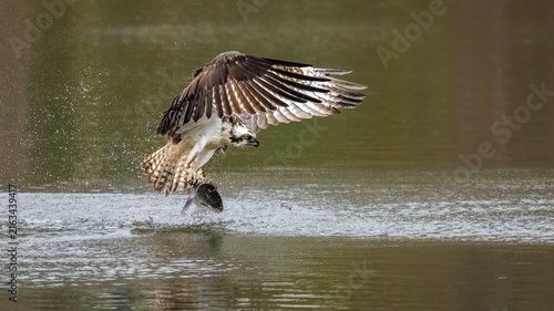 Foto Osprey flying low over water with a freshly caught fish in its talons, wings fully extended and water splashing during a dramatic hunting moment