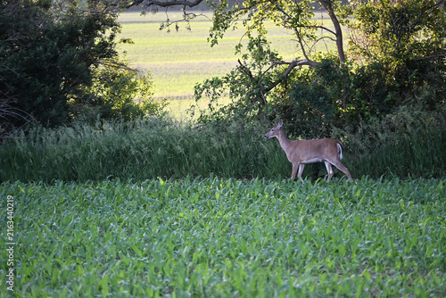 Deer in the Cornfield