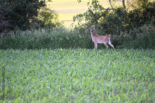 Deer in the Cornfield