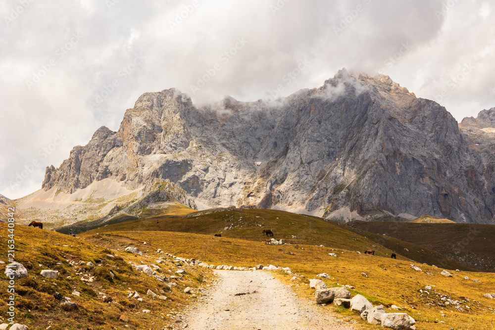 Fototapeta premium Tranquil herd of wild horses grazes in mountain meadow within Picos de Europa National Park, Cantabria