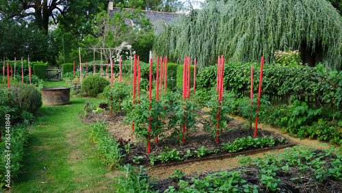 Organic vegetable garden patch with growing tomato plants supported by red stakes and green onions