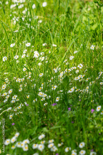 green grass and flowers