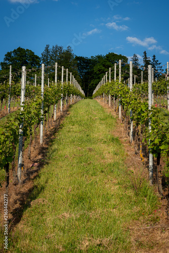 vineyard in trier germany in summer