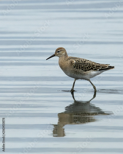 фотографія Juvenile ruff wading in shallow water