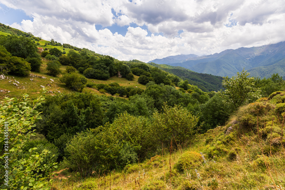 Naklejka premium Lush green meadows and dense trees cover lower slopes of Picos de Europa in Cantabria