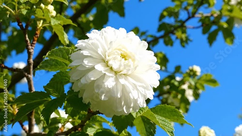 Blooming white dahlia flower against clear blue sky.