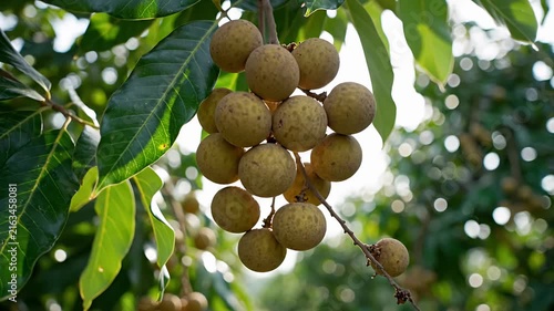 Bunch of ripe longan fruit hanging on tree branch.