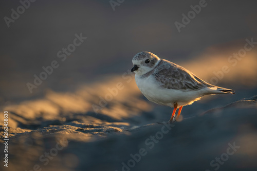 Foto Piping plover on beach in warm golden-hour light