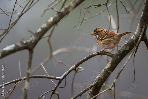 Photography White-throated sparrow perched among bare branches