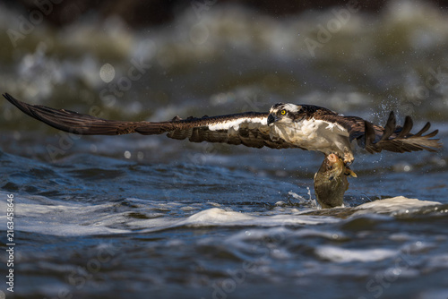 Osprey catching a fish with dramatic water splash