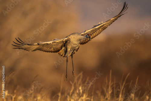 Obraz na plátne Sandhill crane landing with full wingspan spread