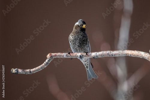 Canvas Print Rosy-finch perched on a curved branch