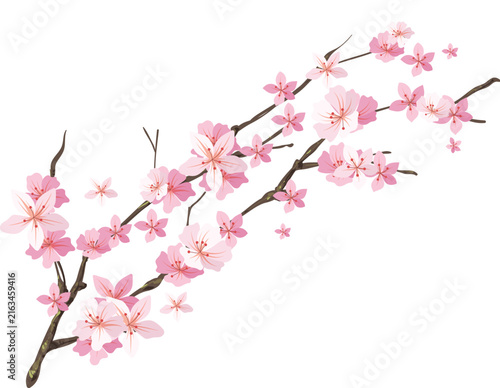Delicate pink cherry blossom branch with flowers on white background spring nature