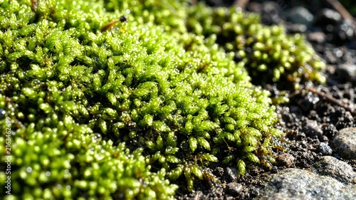 Lush green moss growing on wet soil and stones.
