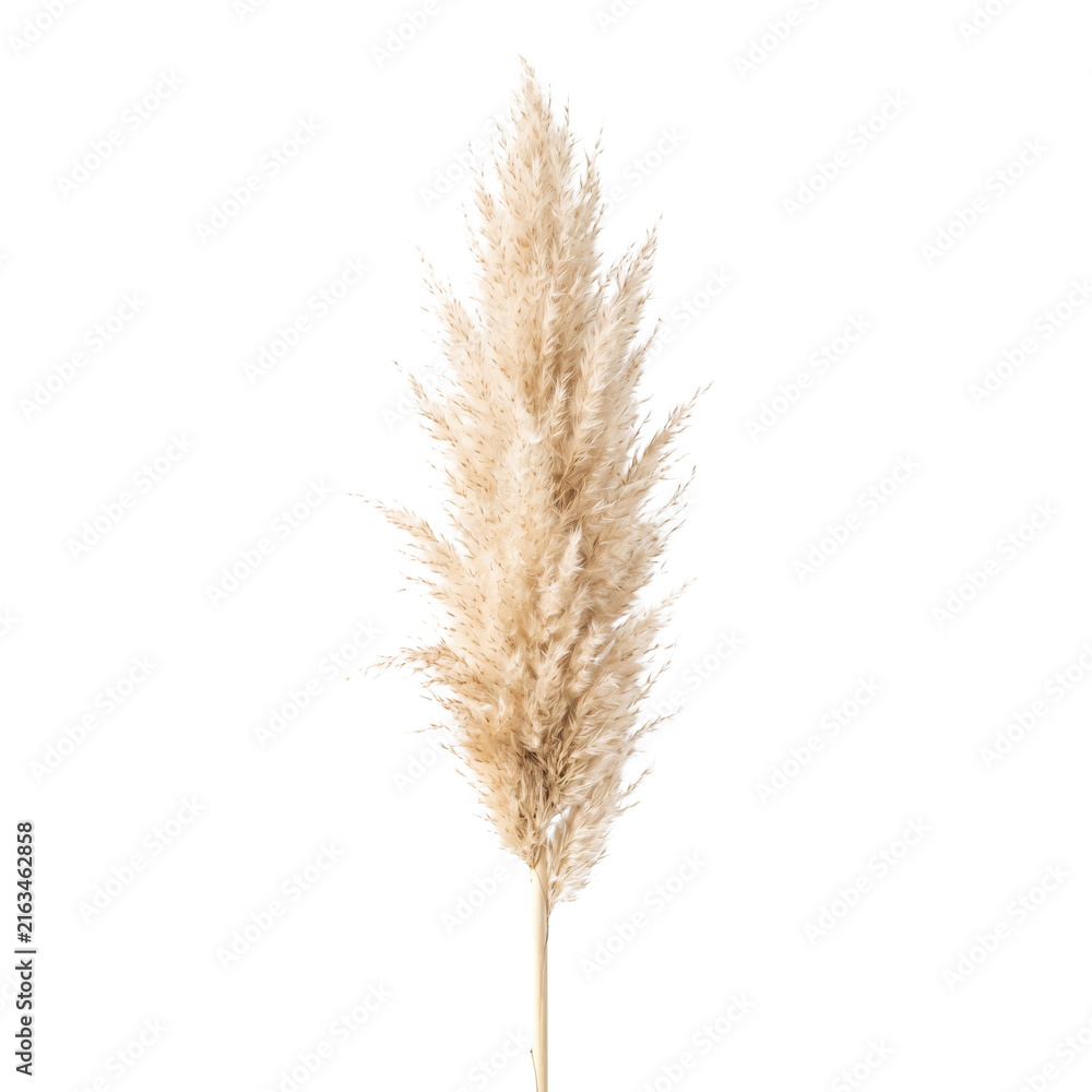 Fototapeta premium Fluffy Pampas Grass Plume Isolated on Transparent Background