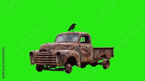 Raven on rusted old pickup truck green screen