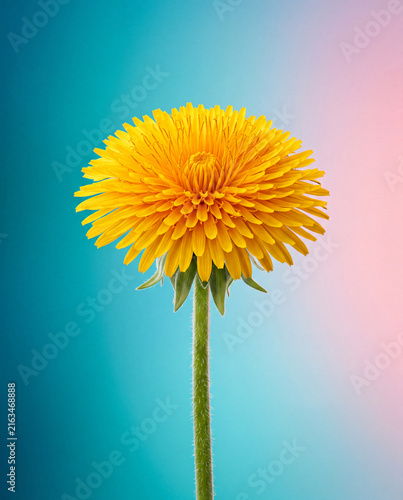 yellow dandelion flower