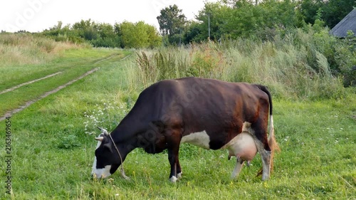 Big black cow on the pasture in small village. Sunny summer evening