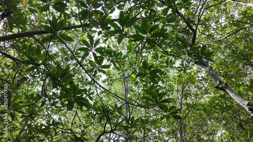 Dense Mangrove Woodland of Tall Stilt Roots and Canopies Featuring Xylocarpus and Rhizophora Species 