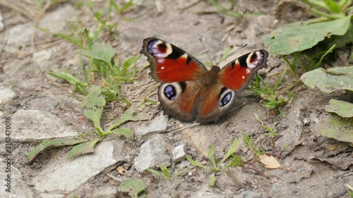 European peacock butterfly (Aglais io) is sitting on the ground. Close up view