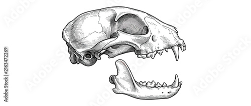 Isolated animal skull and jaw anatomical illustration