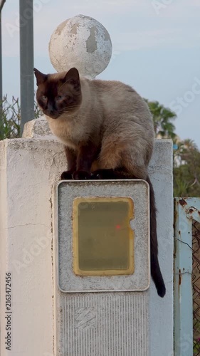 Vertical close up of a cautious Siamese cat sitting high on a stone fence pillar and looking down attentively.