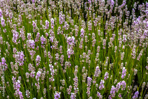 Blooming Pink Lavender Flowers in Sequim Washington