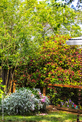 Lush Foliage in Late Spring - Oregon 1