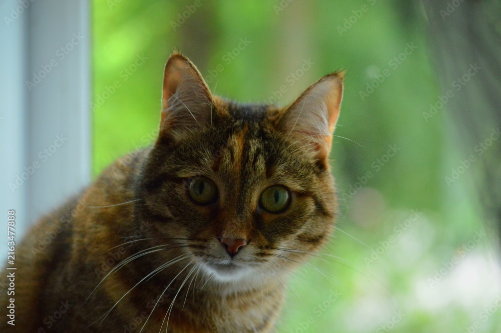Fototapeta premium portrait of a cat
