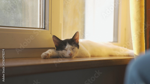 Foto A cat is resting peacefully by the window