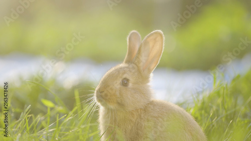 A rabbit sits quietly in the grass, observing its surroundings. The rabbit enjoys the warm sunlight filtering through the blades of grass.