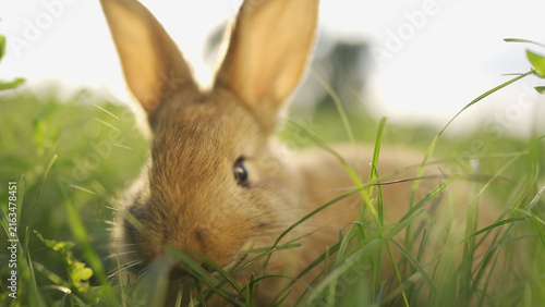 A rabbit is foraging in the grass, exploring its environment. The rabbit's soft fur blends with the greenery as it nibbles on the grass.