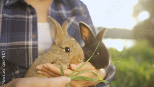 A woman gently holds two rabbits in her hands. The woman enjoys the sunlight while interacting with the rabbits, showcasing their fur and delicate features.