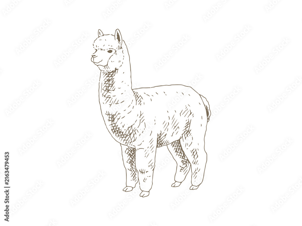 Naklejka premium Hand Drawn Alpaca Illustration, Vintage Engraving Style