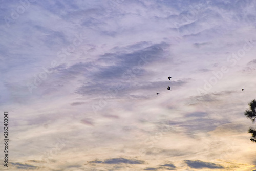 Photography Birds flying in the dark sky