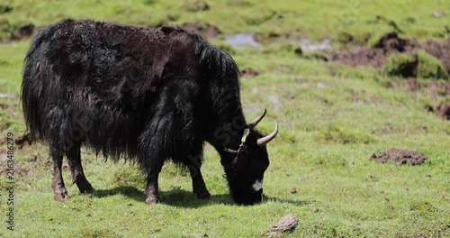 Tibet yak eating grass in the grassland