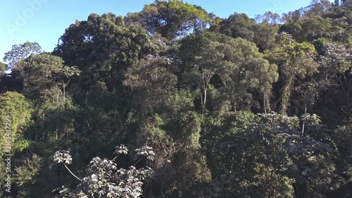 Aerial view of a brazilian rainforest