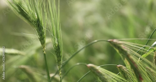 Green hulless barley crops with dew in the field