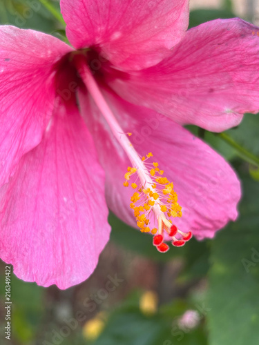 Canvastavla Macro-style close-up of a pink hibiscus flower showing detailed petals, prominent yellow stamens, red stigma, and soft green background