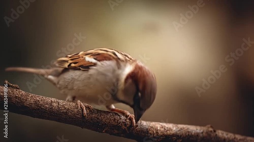 House sparrow perched on a thin tree branch.