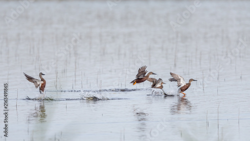 Konstfotografi Australasian Shoveler (Anas rhynchotis)