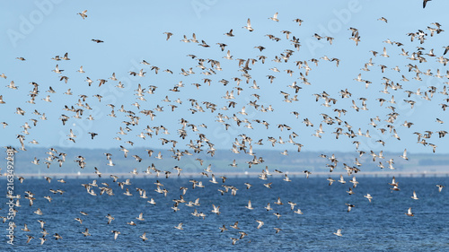 Konstfotografi Flock of Pink-eared Ducks, and other waterbirds