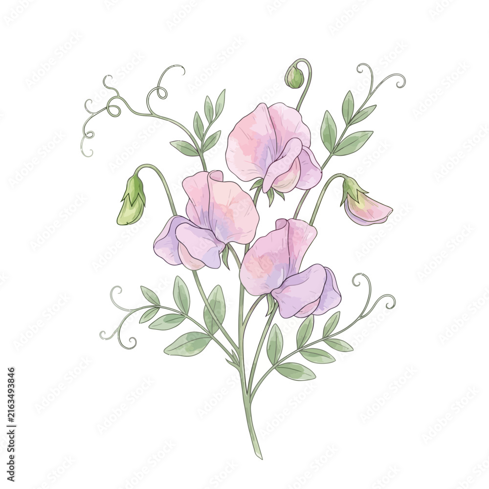 Fototapeta premium Beautiful watercolor illustration of delicate pink sweet pea flowers with green leaves and tendrils.