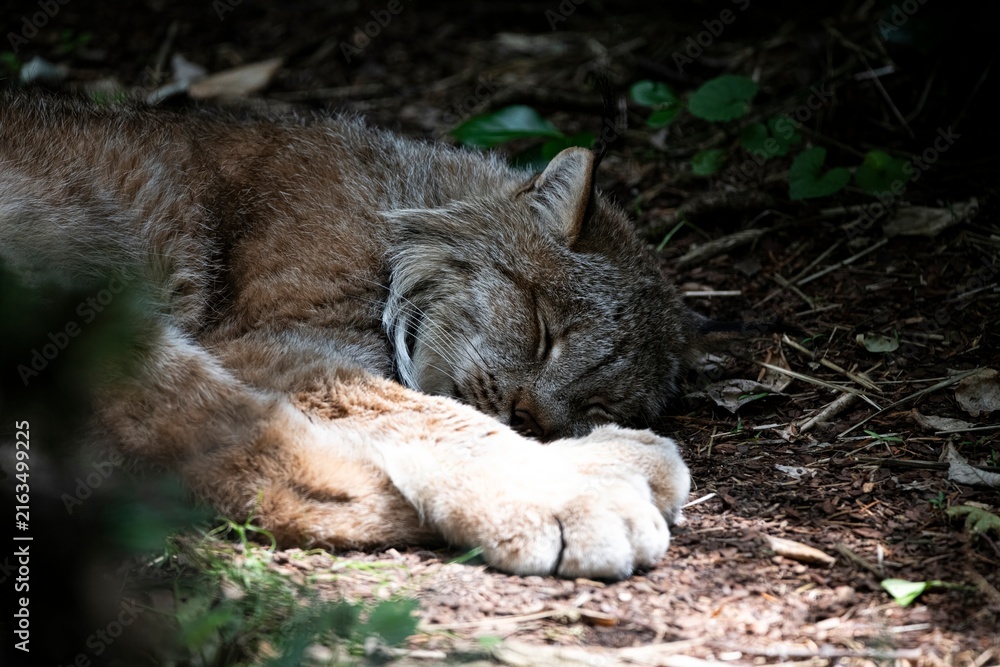 Fototapeta premium A Canada lynx (Lynx canadensis) sleeping.