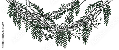 Detailed illustration of tangled vines with hanging leaves