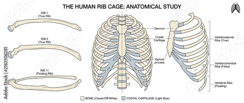 Konstfotografi Human Rib Cage Anatomy Diagram Isolated