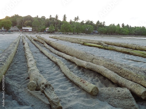 Cuadro en lienzo Large mangrove logs are carried by the current and wash up near coastal settleme