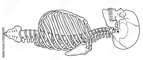 Fotografie Human Skeleton Rib Cage and Skull Outline Isolated